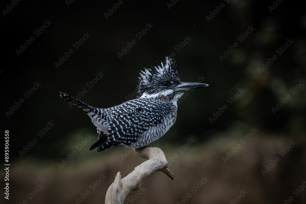 Crested Kingfisher on the branch at Chiang Dao District Chiangmai Province Thailand ( animal portrait ).