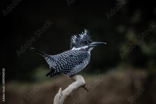 Obraz na płótnie Crested Kingfisher on the branch at Chiang Dao District Chiangmai Province Thailand ( animal portrait ). w salonie