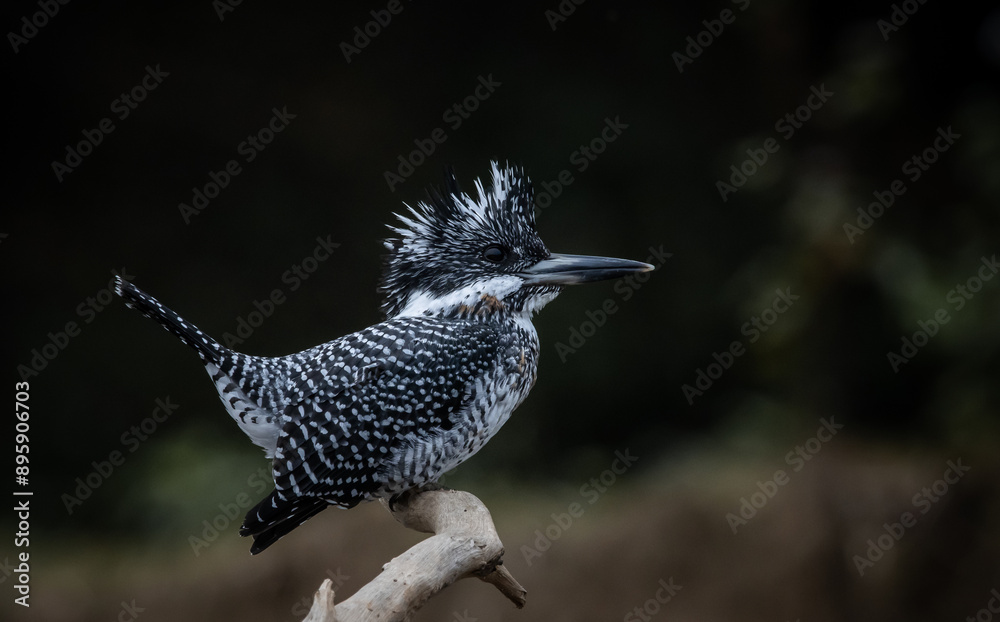Crested Kingfisher on the branch at Chiang Dao District Chiangmai Province Thailand ( animal portrait ).