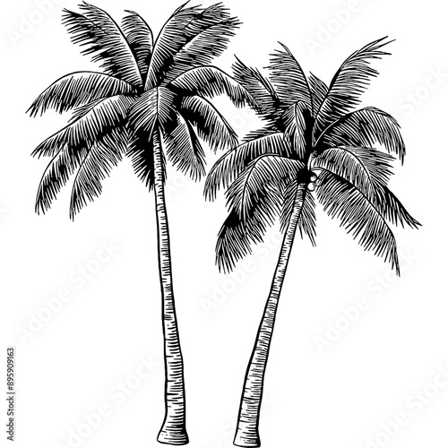 Hand drawn Palm Trees or Coconut Trees Sketch Illustration