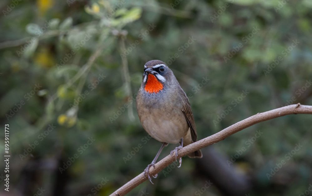 Siberian Rubythroat animal portrait close up shot.