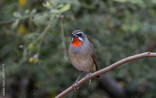 Obraz na płótnie Siberian Rubythroat animal portrait close up shot. w salonie