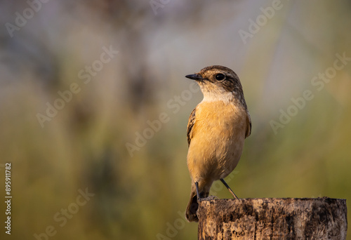 Obraz na płótnie Eastern Stonechat (Female) animal portrait close up shot. w salonie