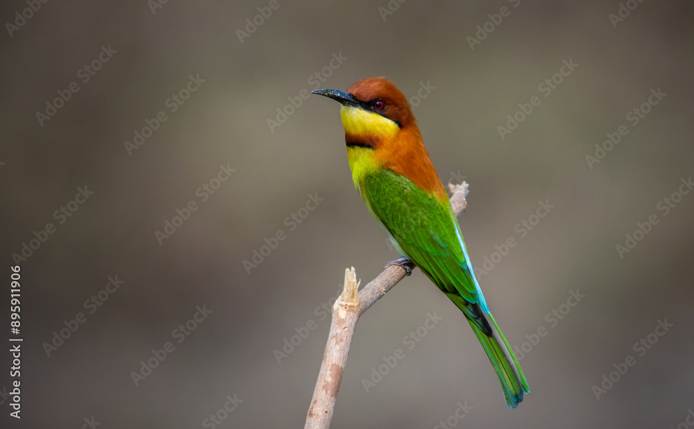 Chestnut-headed Bee-eater on the branch close up shot.
