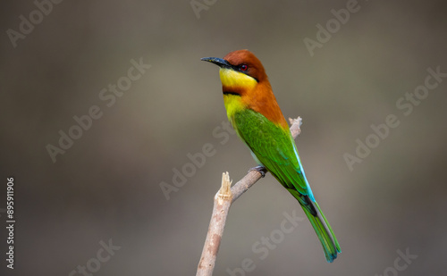 Obraz na płótnie Chestnut-headed Bee-eater on the branch close up shot. w salonie