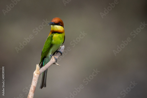 Obraz na płótnie Chestnut-headed Bee-eater on the branch close up shot. w salonie
