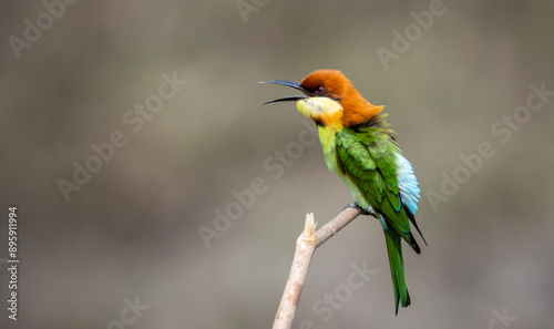 Chestnut-headed Bee-eater on the branch close up shot.