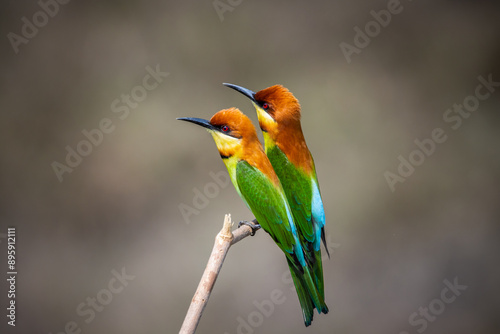 Obraz na płótnie Chestnut-headed Bee-eater on the branch close up shot. w salonie