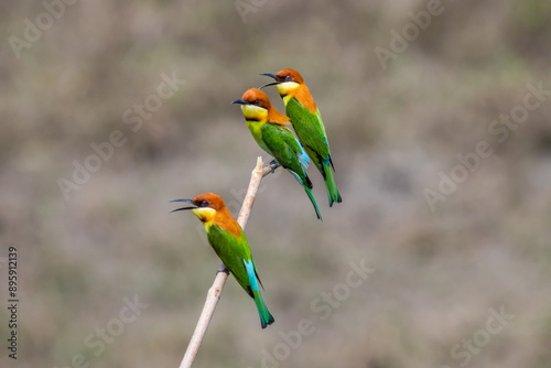 Obraz na płótnie Chestnut-headed Bee-eater on the branch close up shot. w salonie
