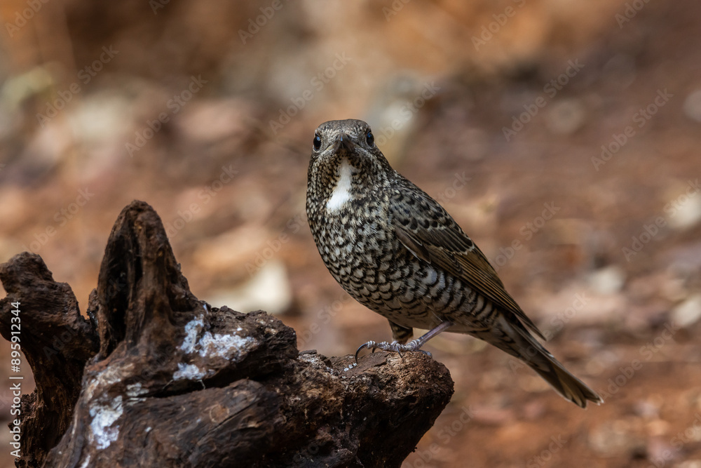 White-throated Rockthrush (female) animal portrait close up shot.