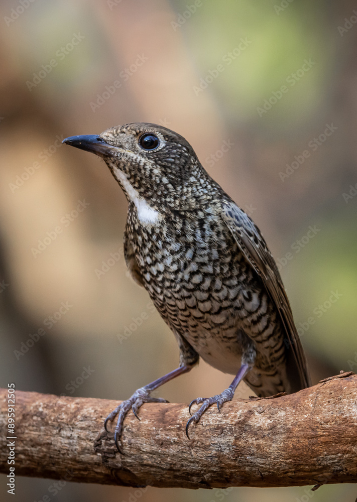 White-throated Rockthrush (female) animal portrait close up shot.