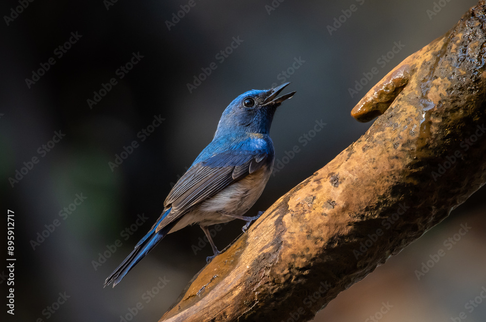 Hainan Blue Flycatcher on the branch thee animal portrait.