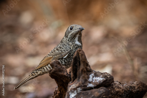 Obraz na płótnie White-throated Rockthrush (female) animal portrait close up shot. w salonie