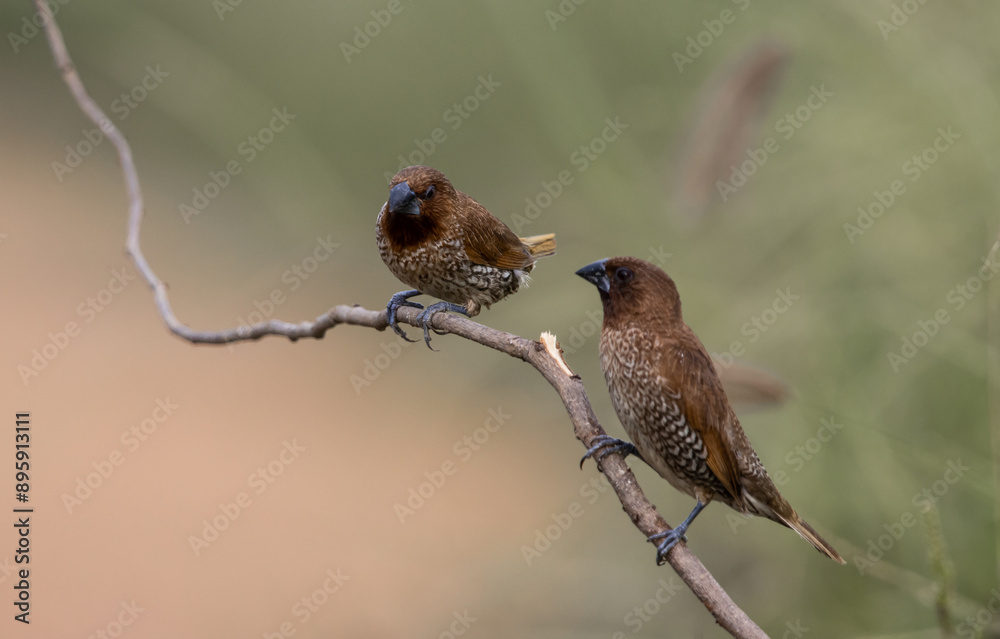 Scaly- breasted Munia on the branch animal portrait.