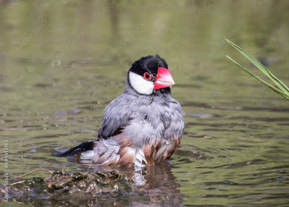 Java sparrow on the ground animal portrait.