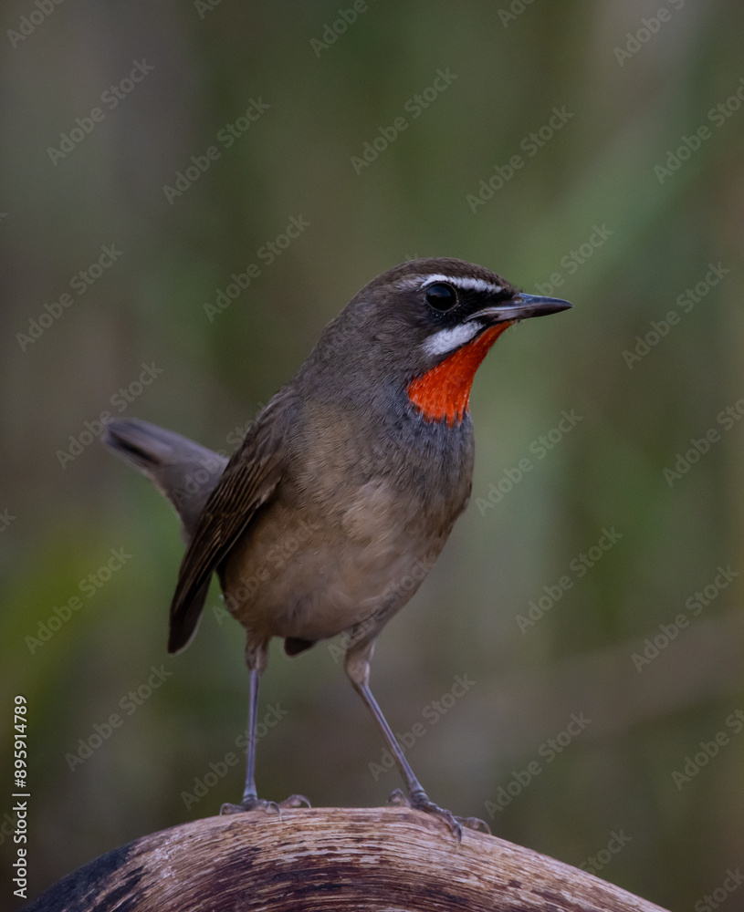 Siberian Rubythroat animal portrait close up shot.