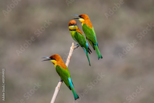 Obraz na płótnie Chestnut-headed Bee-eater on the branch close up shot. w salonie