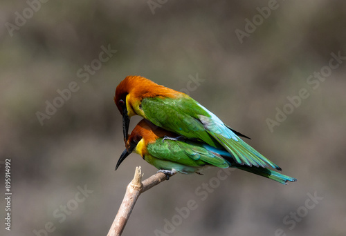 Chestnut-headed Bee-eater on the branch close up shot.
