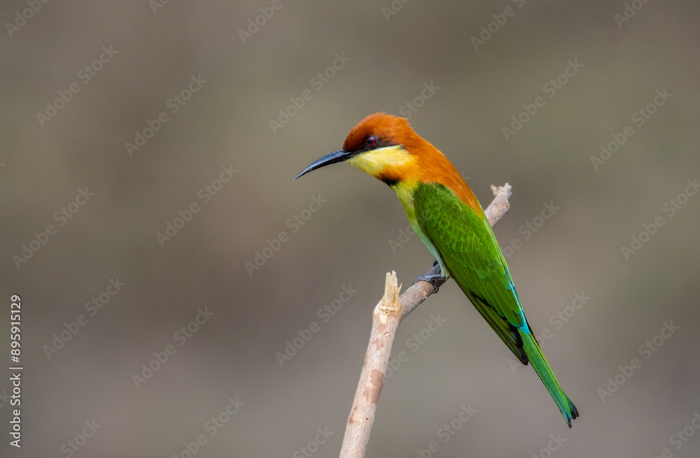 Chestnut-headed Bee-eater on the branch close up shot.
