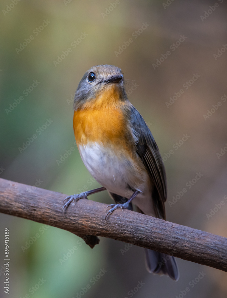 Indochinese Blue Flycatcher on the branch animal portrait.