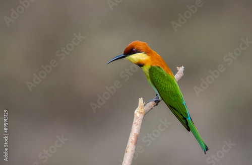 Obraz na płótnie Chestnut-headed Bee-eater on the branch close up shot. w salonie