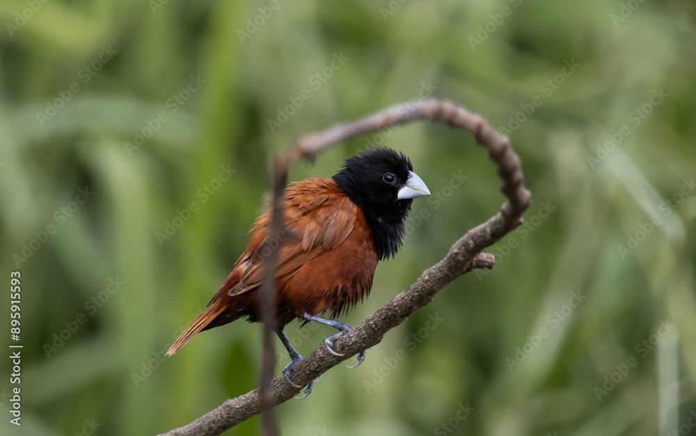 Black- headed Munia animal portrait close up shot.