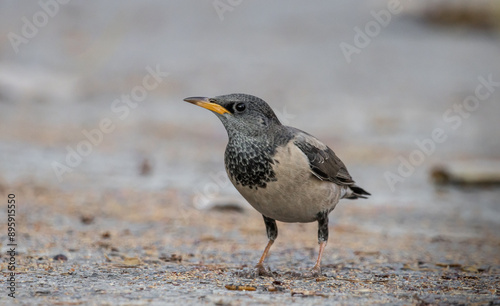 Obraz na płótnie Rosy Starling animal portrait in park of Thailand. w salonie