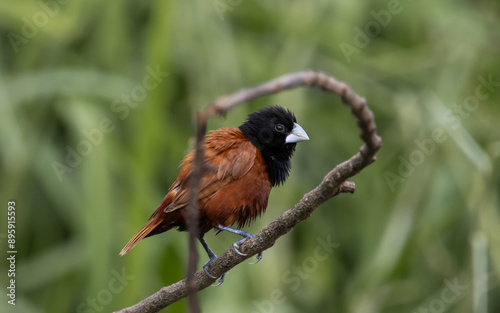 Black- headed Munia animal portrait close up shot.