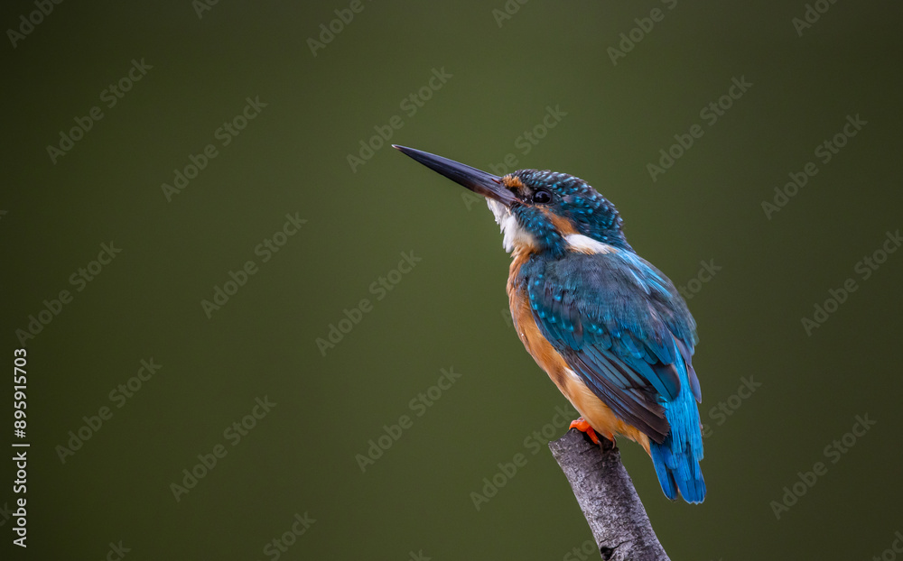 Common kingfisher on the branch tree animal portrait.