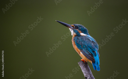 Obraz na płótnie Common kingfisher on the branch tree animal portrait. w salonie