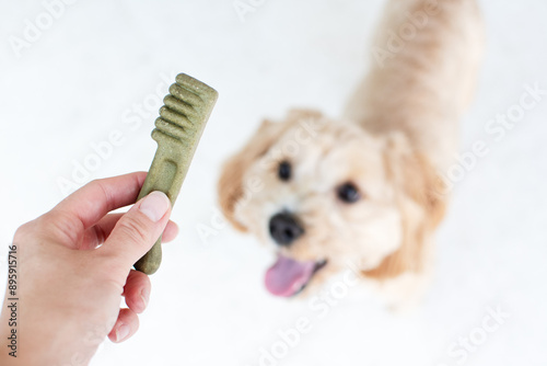 Dog dental care concept. Dental treats for dogs. Dog products.