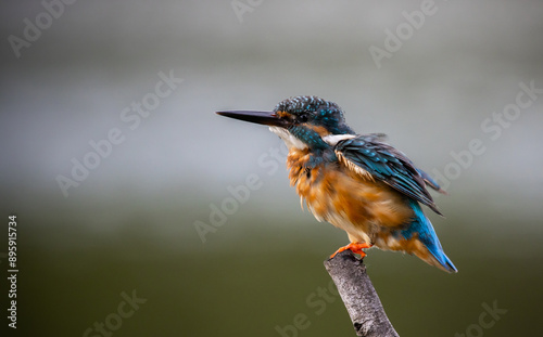 Common kingfisher on the branch tree animal portrait.