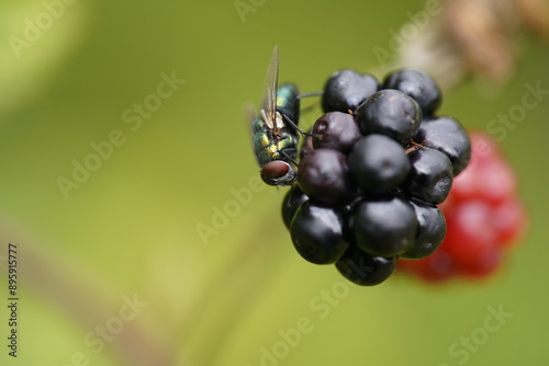 Calliphoridae (Callophora vomoria) family of insects, on blackberry fruit. Hanover, Germany. photo