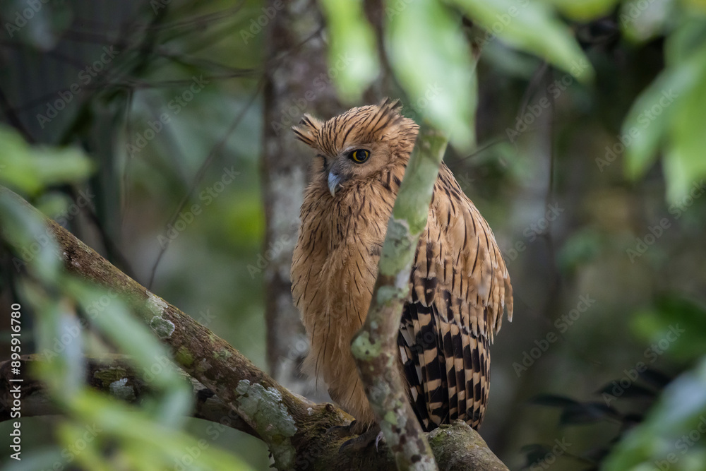 Buffy fish owl on the branch tree animal portrait.