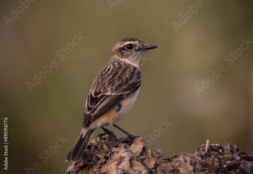Obraz na płótnie Eastern Stonechat (Female) animal portrait close up shot. w salonie