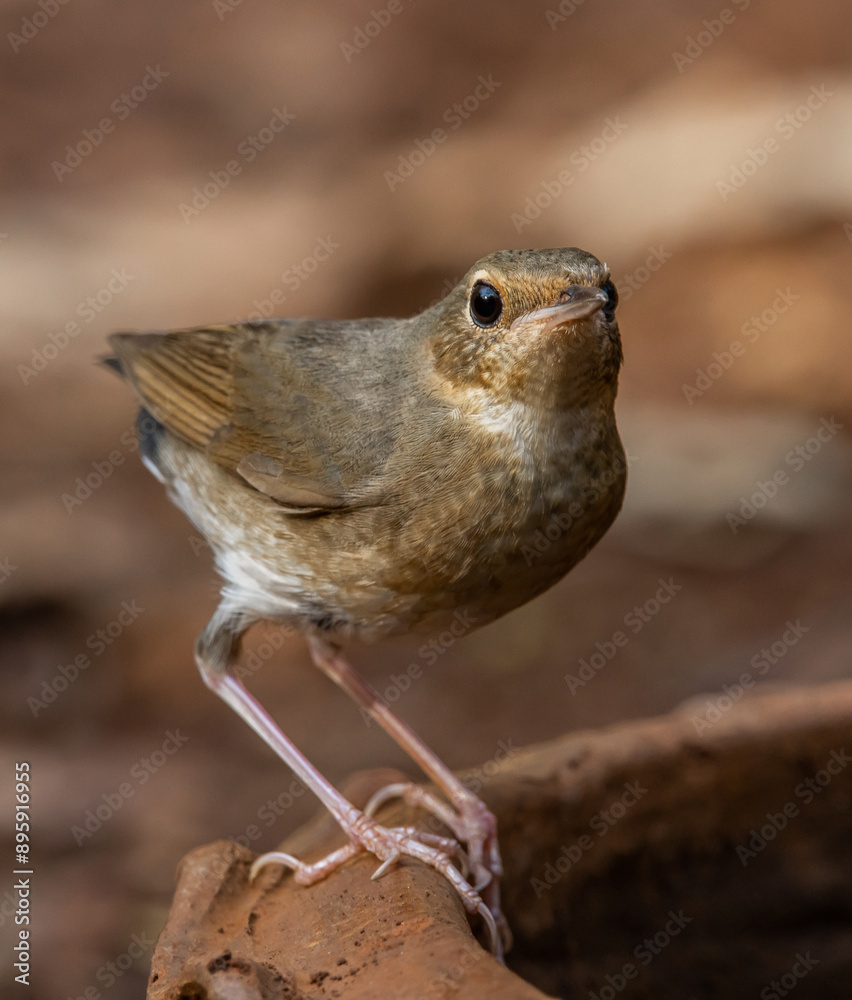 Siberian blue robin on the ground animal portrait.