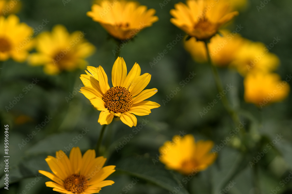 A flowering plant Heliopsis helianthoides on a lawn in a park in close-up. False sunflower with yellow buds outdoors