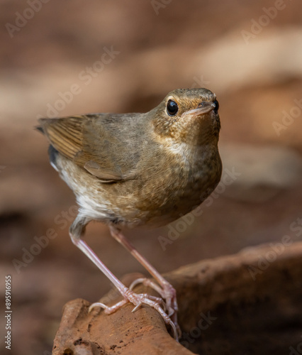 Obraz na płótnie Siberian blue robin on the ground animal portrait. w salonie