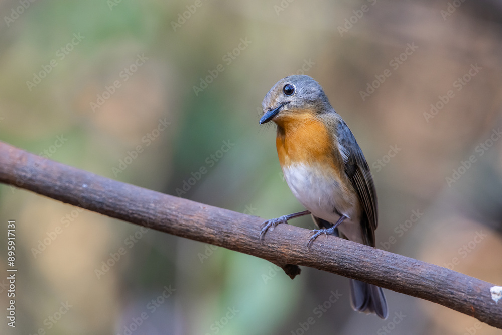 Indochinese Blue Flycatcher on the branch animal portrait. Indochinese Blue Flycatcher on the branch animal portrait.
