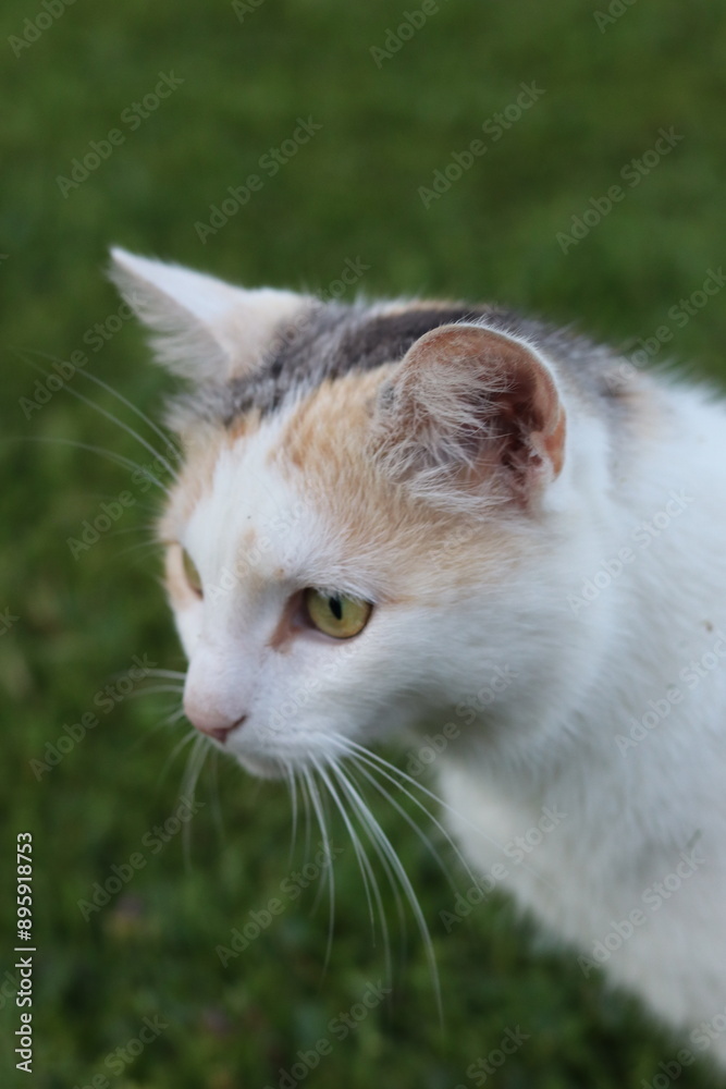 portrait of a cat portrait of a cat