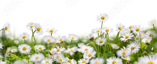 Obraz na płótnie Meadow grass with wild daisies in full flower in spring and summer with a collection of additional garden daisy flowers and stems isolated against a transparent background. w salonie