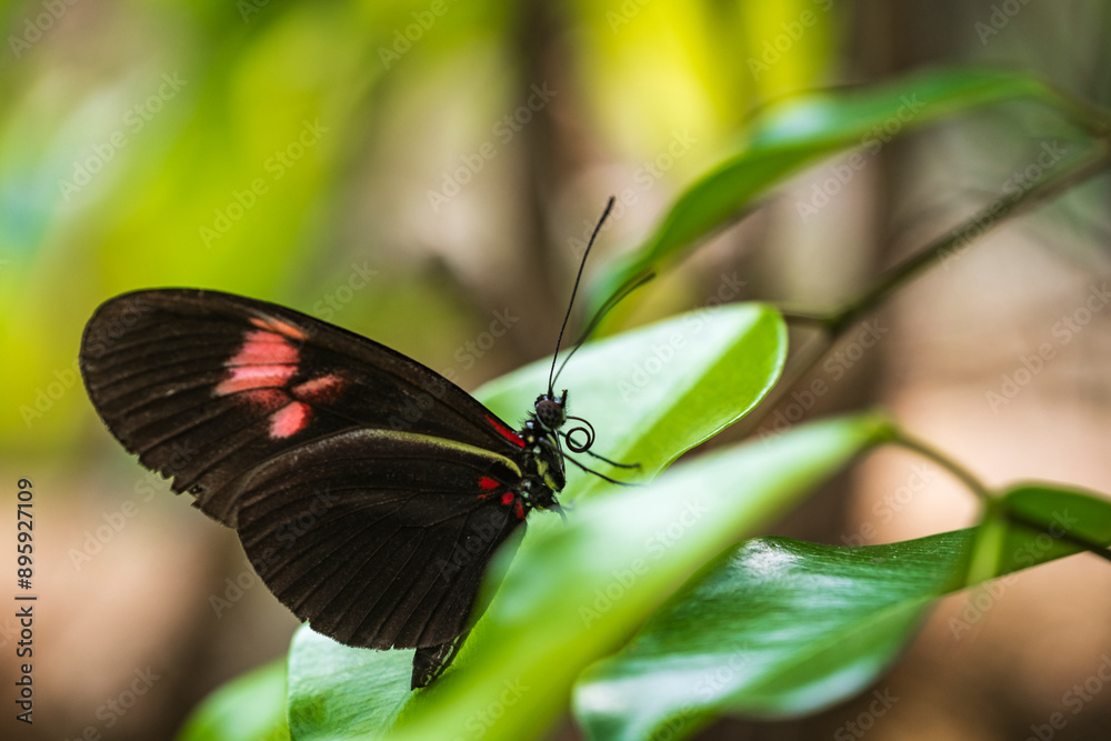 Close-up of a magnificent Heliconius erato from the family of the Nymphalidae Close-up of a magnificent Heliconius erato from the family of the Nymphalidae