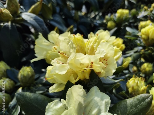 Rhododendron 'Goldkrone' photo