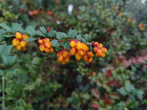 Berberis darwinii photo