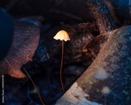 Marasmius pulcherripes photo