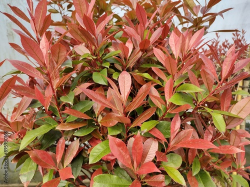 Photinia x fraseri 'Carre Rouge' photo