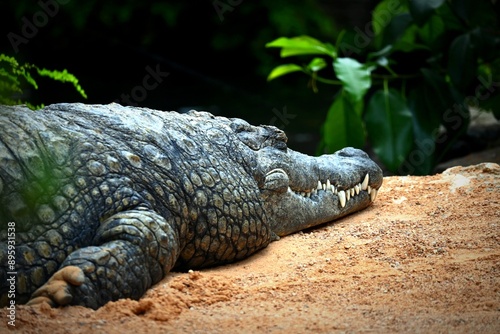 alligator in the zoo