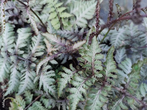 Athyrium filix-femina 'Lady in Red'