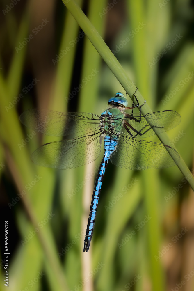 male emperor dragonfly in morning light male emperor dragonfly in morning light