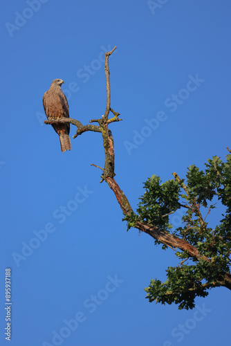 a red kite sits on the top of a dead tree with blue sky background
